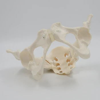 1 komad 1: 1 Model ženske zdjelice u prirodnoj veličini Model kostur ženske zdjelice za znanstveno obrazovanje