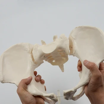 1 komad 1: 1 Model ženske zdjelice u prirodnoj veličini Model kostur ženske zdjelice za znanstveno obrazovanje
