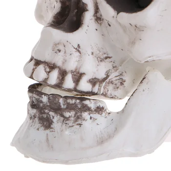 Plastični mini-lubanja čovjeka, rekvizite, glava kostura, ukras za kavane na Halloween D08A